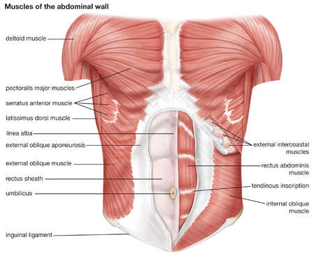 Diagram Of Torso