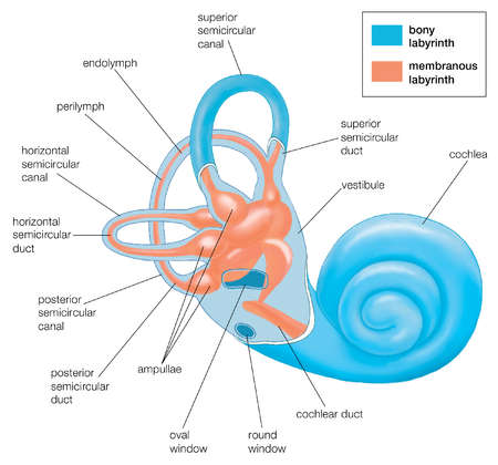 Stock Illustration - The two labyrinths of the inner ear The bony